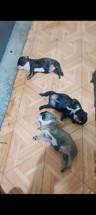 Французский бульдог