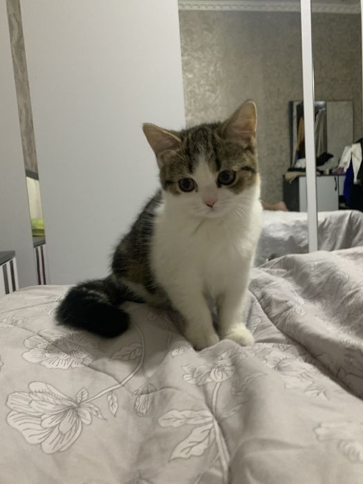 Скотиш страйт девочка