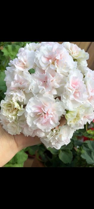 Продам цветущие пеларгонии