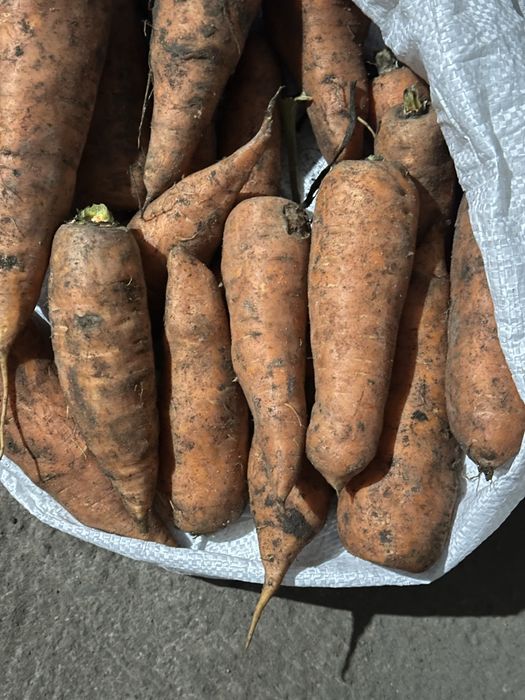 Продам морковь оптом