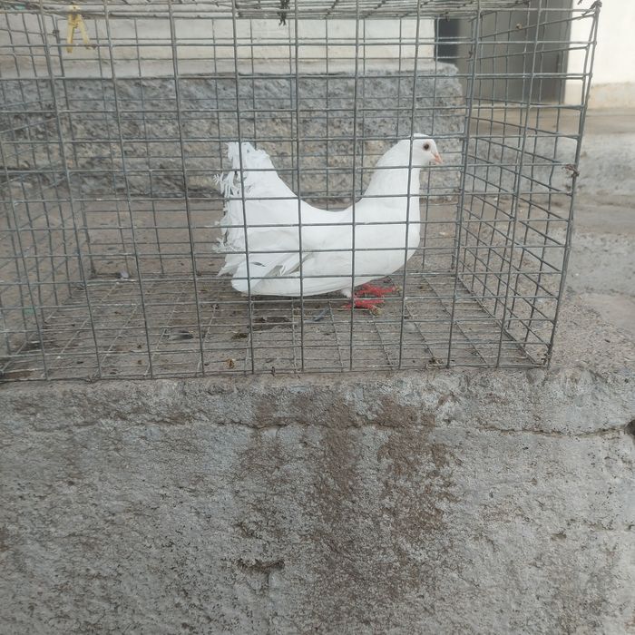 Павлин  самка  1год