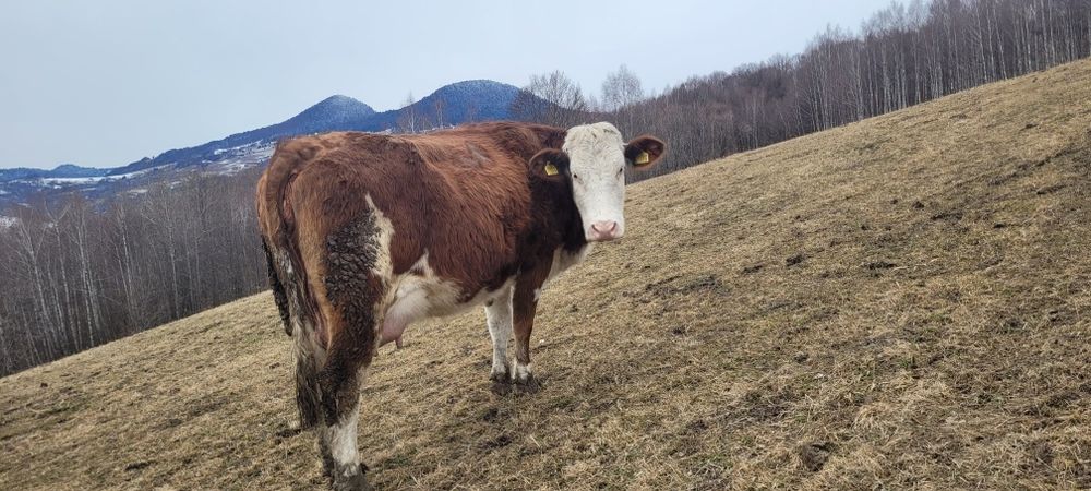 Vând juninca cu vitel