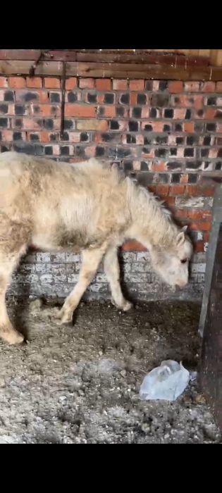 Продам кобылку..