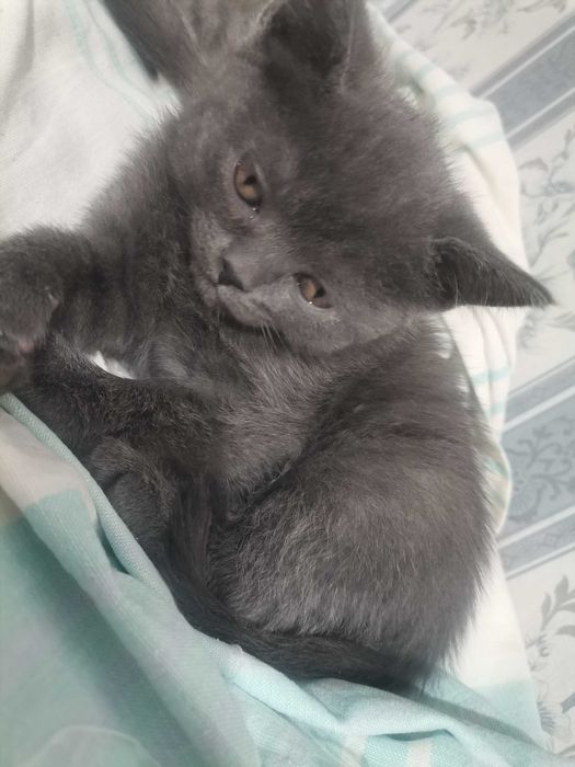 Мальчик скотиш страйт