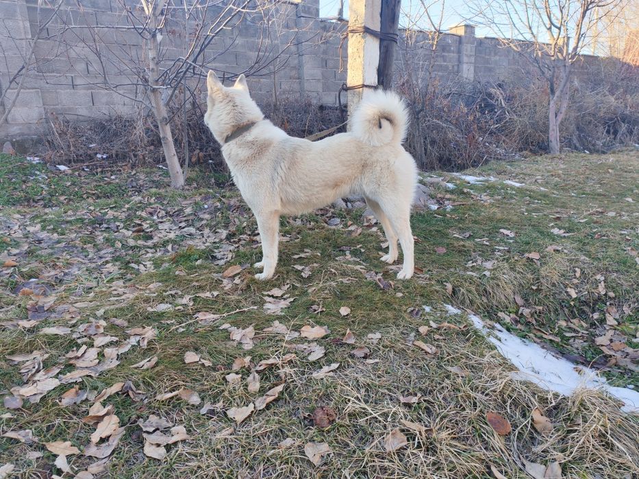 Продам лайку зсл