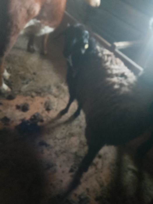 Баран тоқты обмен на мотоцикл