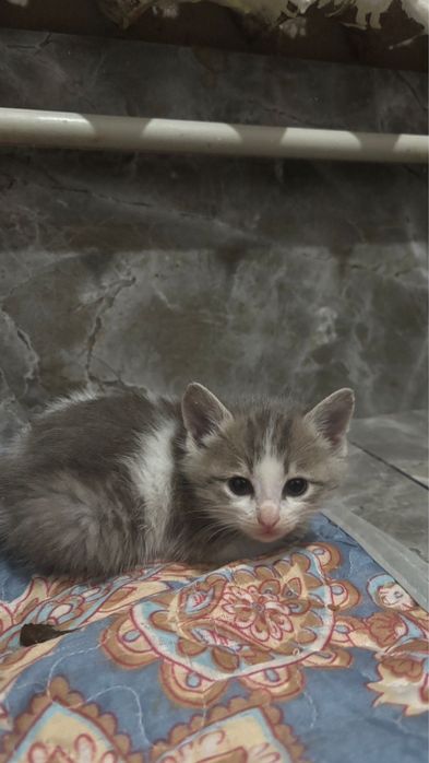 Котята породистые