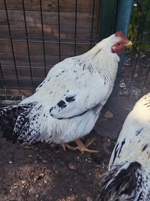 Cocosi tineri rasa mixta