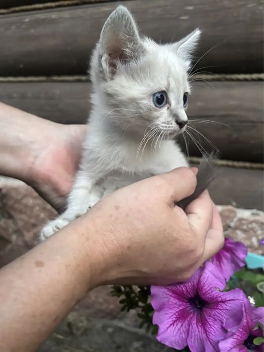 Отдам котят 2.5 мес
