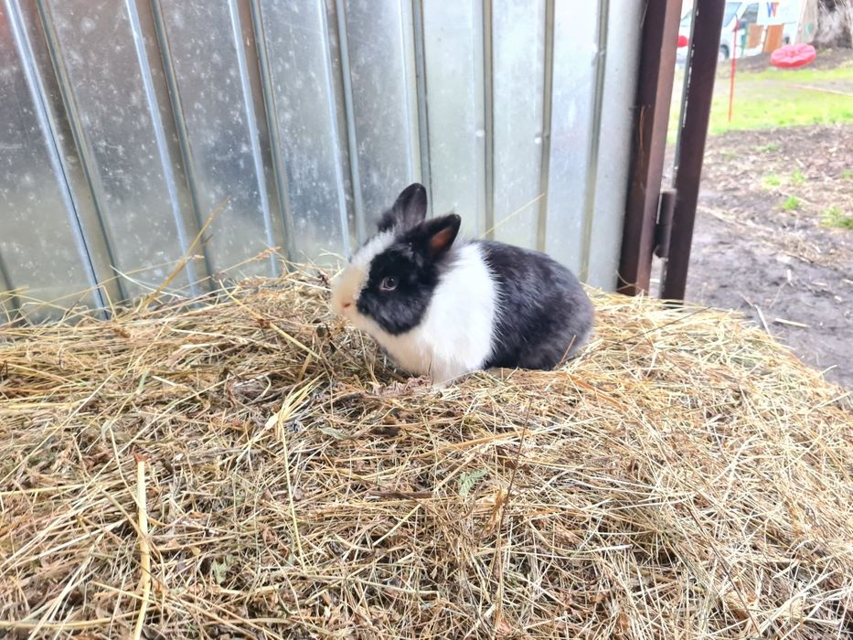 Mascul iepure Cap de Leu