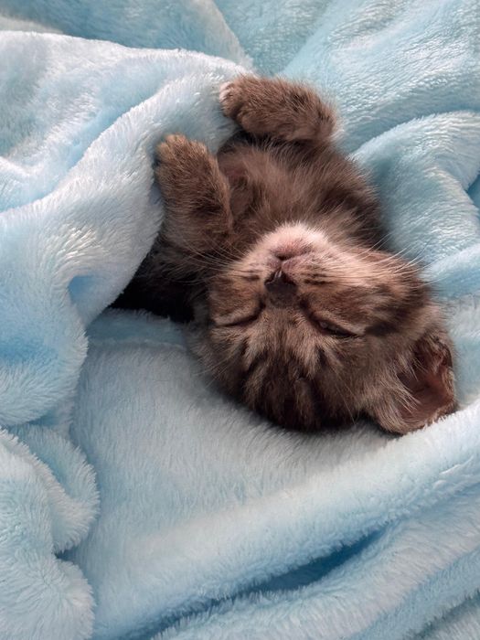 Продам котенка шотландский