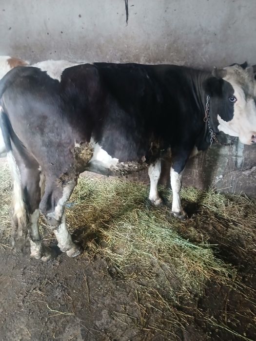 Vand vaca de 4 ani gestanta 8 luni