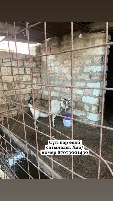 Ешкілер сатылады