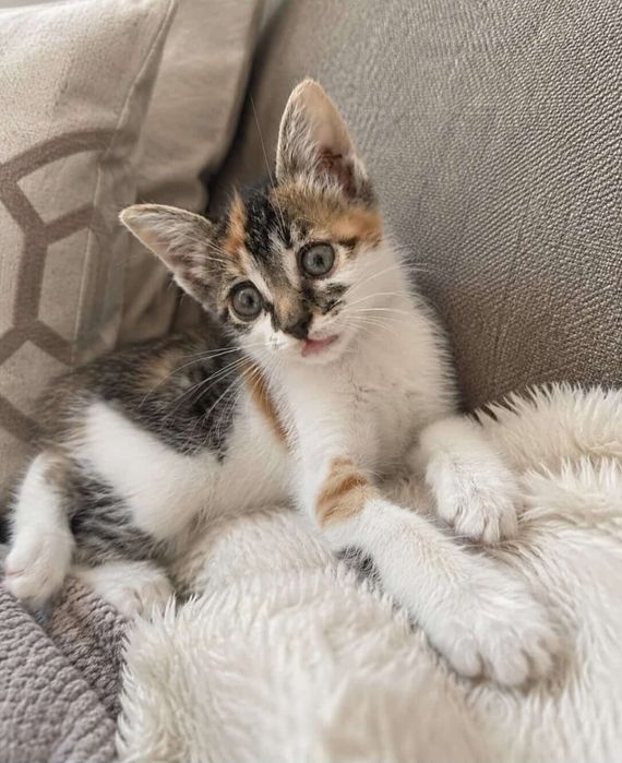 Срочно отдам даром котёнок