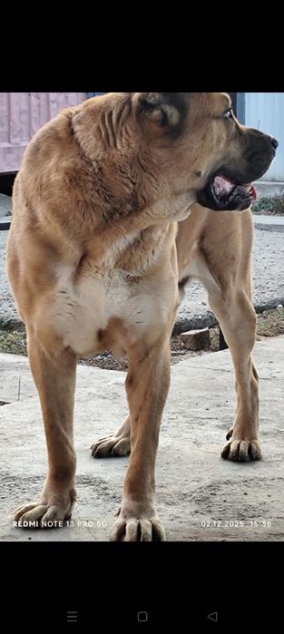 Продам взрослого Алабая!