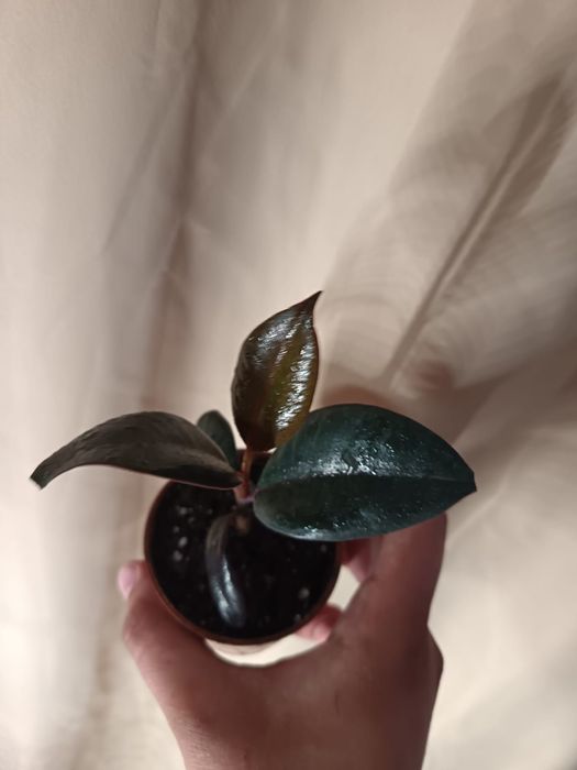 Продаю шикарный выбор цветов