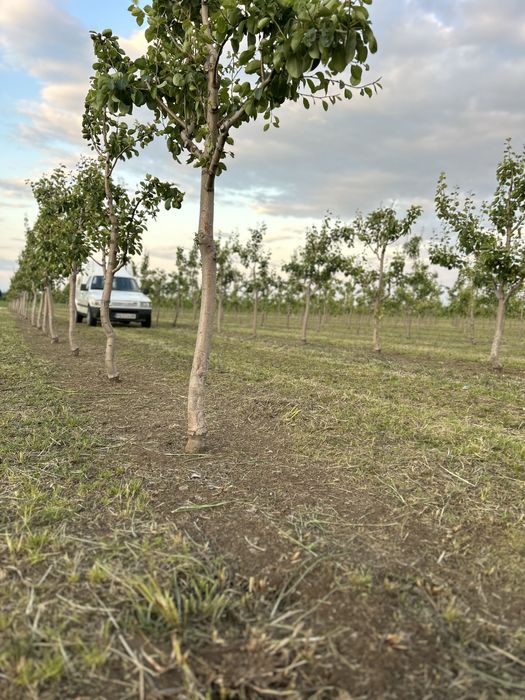 Овощна градина, Круши