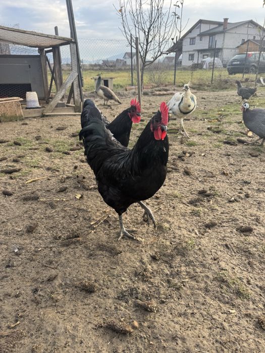 Vand cocosi diferite rase