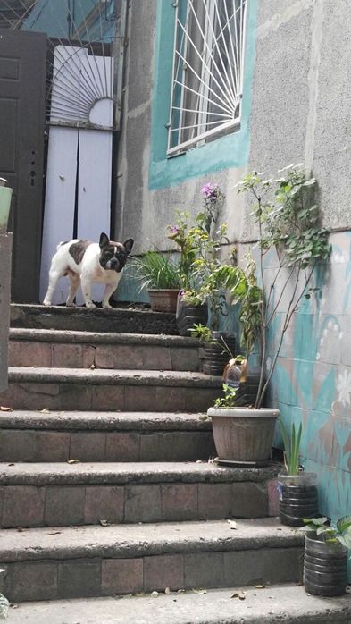 Вязка французский бульдог