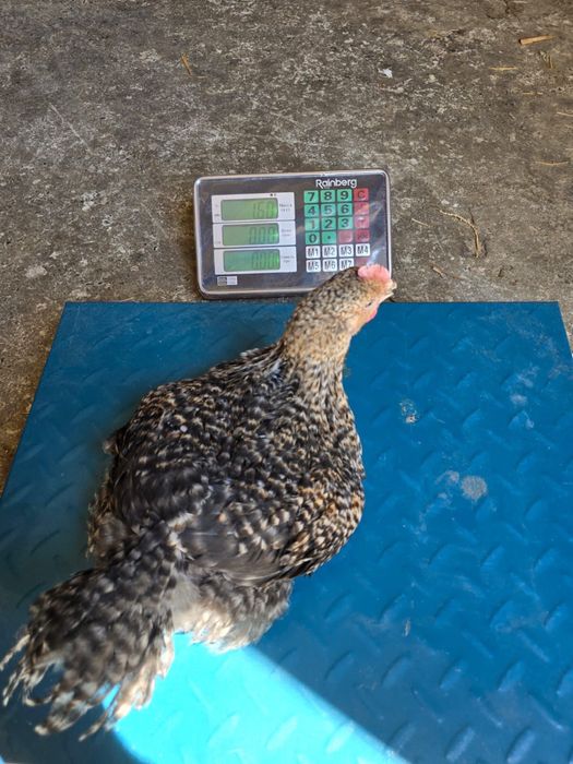 Fermierul din iasi Pui zburati vindem calitate nu cantitate!