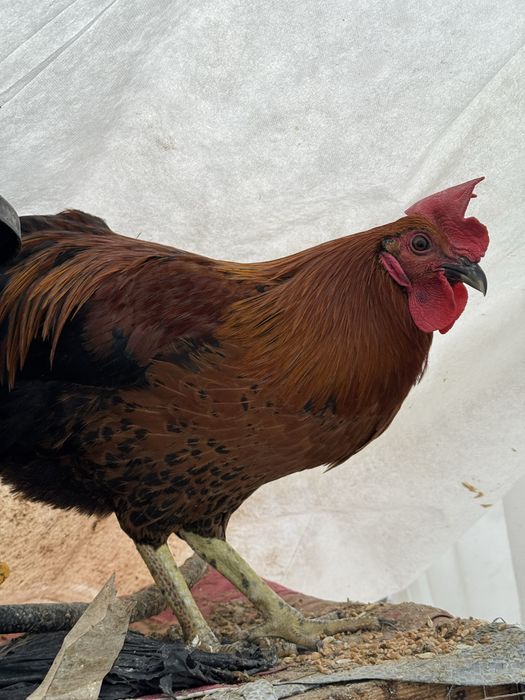 Молодые курочки Лакеданзи