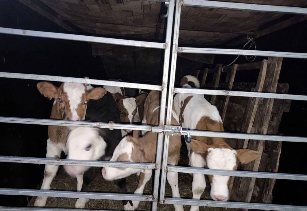 Продам бычки те племенные,;!