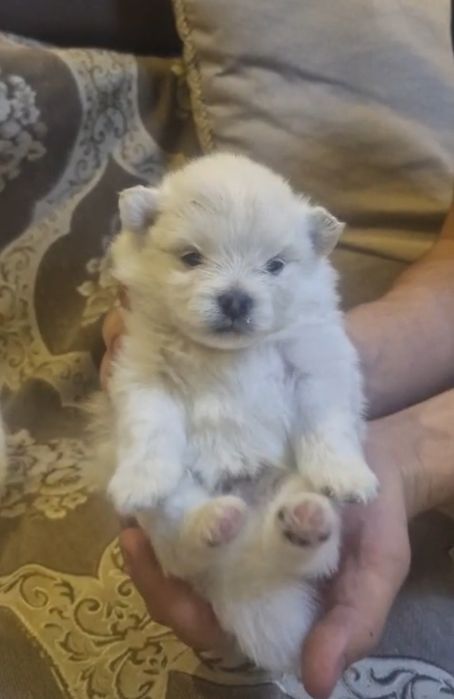 Пушистики шпицы красивые белые