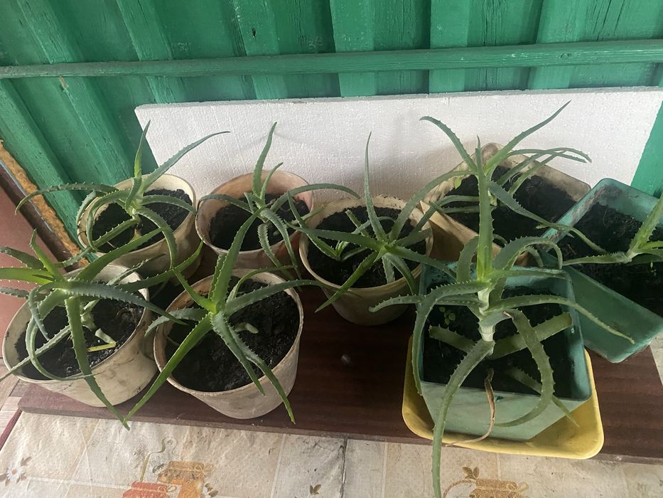 Продам   отростки Алоэ лечебное