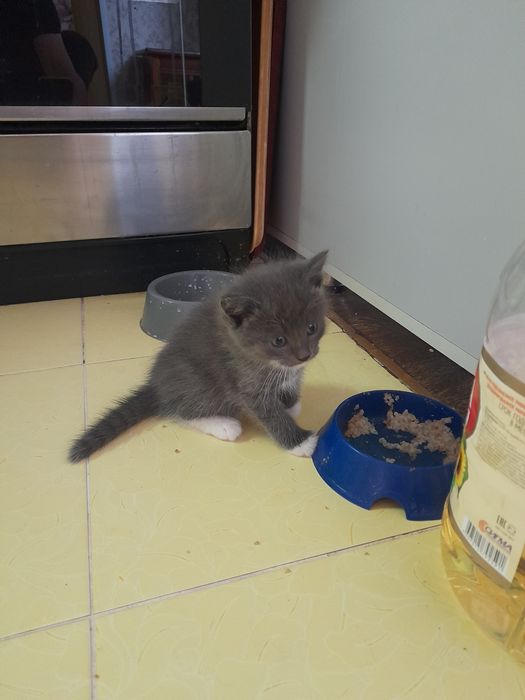 Отдам в добрые руки