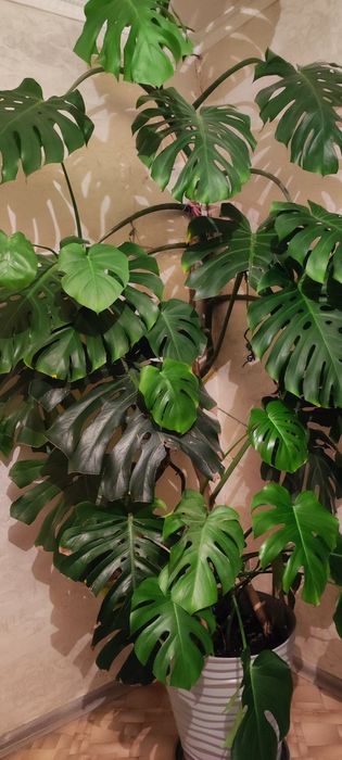 Продам растение .