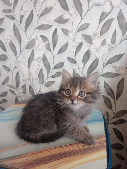 Отдам даром котят хорошенькие