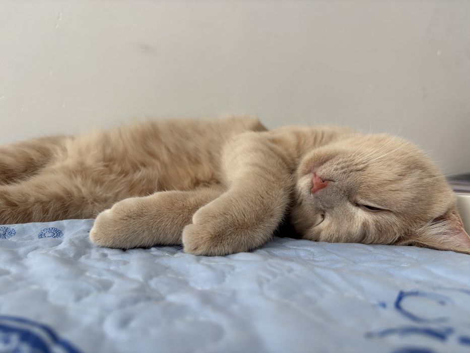 Отдам кота кастрированный