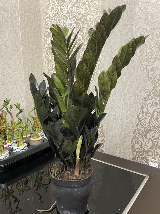 Долларовое дерево Замиакулькас