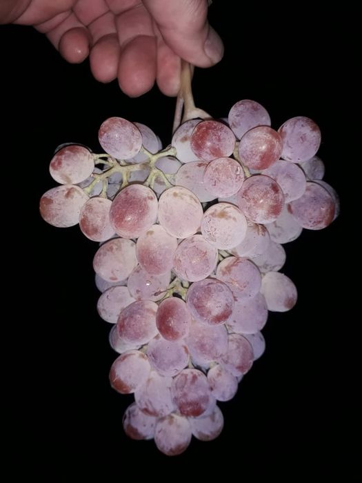 Саженцы винограда