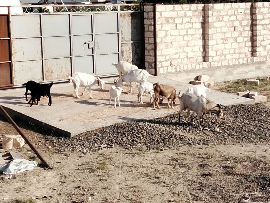 Ешкі сүтті  бар 500000