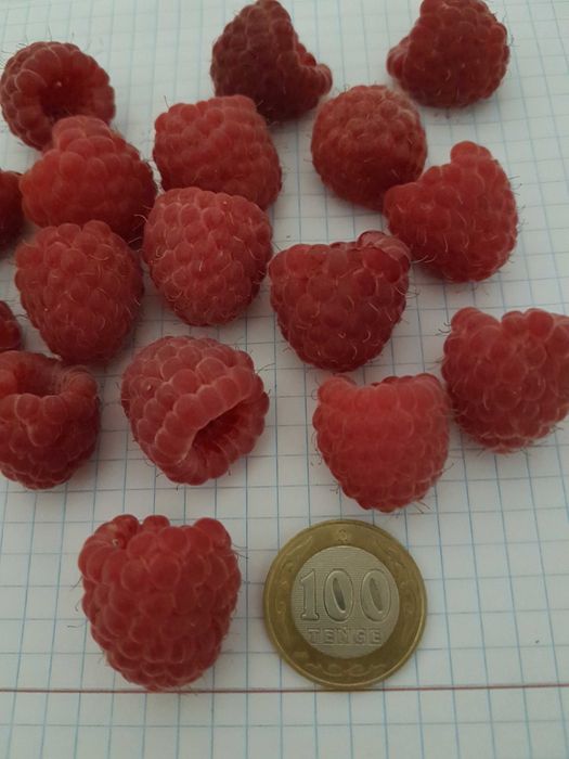 Продам саженцы малины