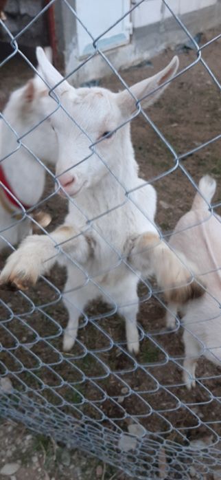 Vând țăpișor din rasa saanen
