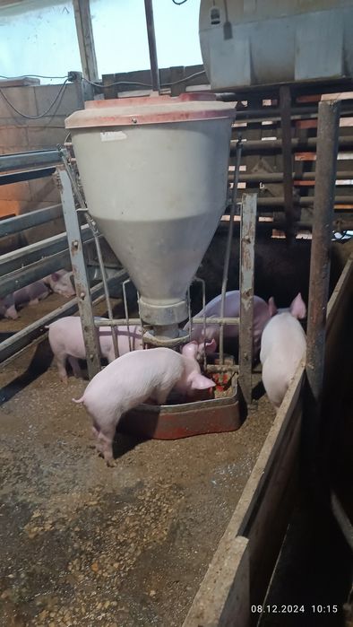 Бели прасета за клане  6