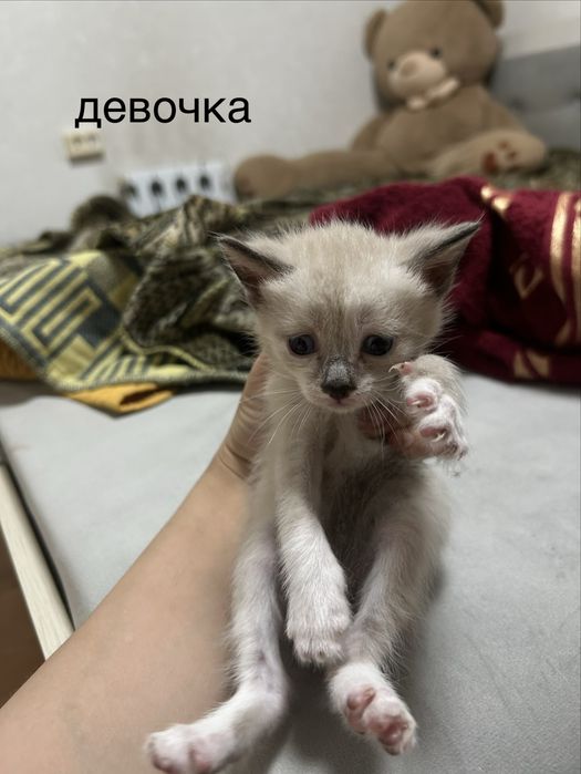 отдам котят в добрые руки