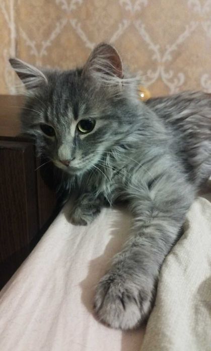 Принцеса търси дом