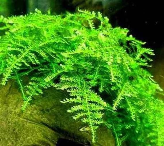 Christmas Moss pe plasă inox 8x8 cm – pentru acvariu / aquascaping