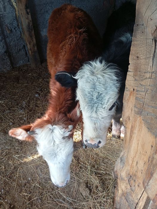 Продам телочка и бычка