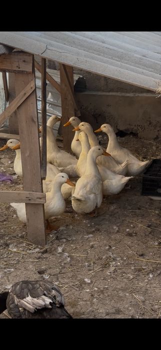 Пекенский уректер сатылады