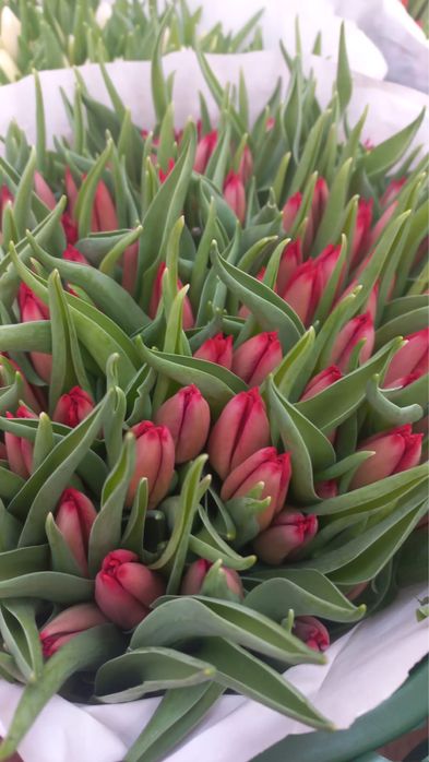 Голландские тюльпаны к 8 марта