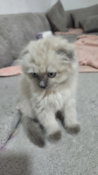 Продам в хорошие руки порода хайленхол