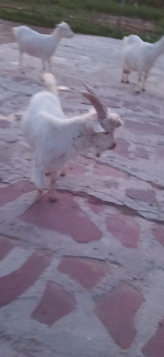 Зааненнские Козы