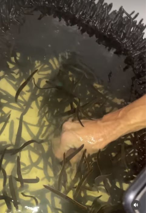 Пиявки оптом и в розницу!