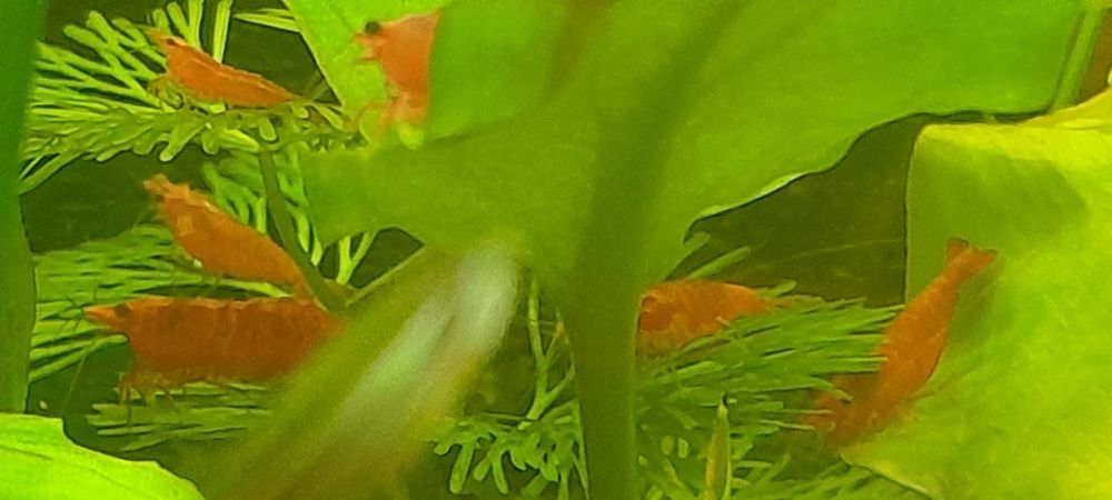 Продам креветку  Ред фаер,Вишня