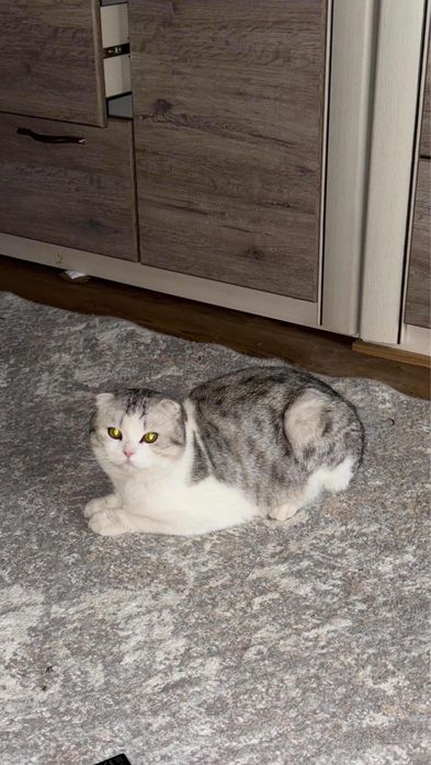 Шотландская вислоухая кошка