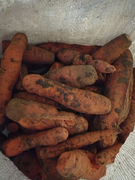 De vinzare cartofi și morcovi animale